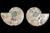 Agatized Ammonite Fossil - Madagascar #139726-1